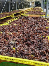 画像をギャラリービューアに読み込む, 有機JASきくらげジェル1箱(レトルト100g、4袋セット)無糖、混ぜるだけ【RTーKJ3】 - age - design shopify store