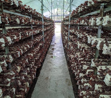 画像をギャラリービューアに読み込む, 有機JASきくらげジェル1箱(レトルト100g、4袋セット)無糖、混ぜるだけ【RTーKJ3】 - age - design shopify store