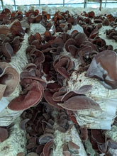 画像をギャラリービューアに読み込む, 有機JASきくらげジェル1箱(レトルト100g、4袋セット)無糖、混ぜるだけ【RTーKJ3】 - age - design shopify store