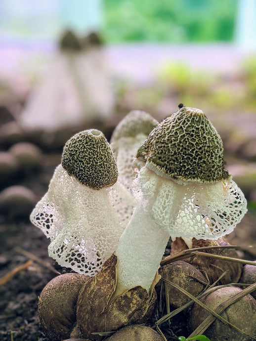 有機JASきのこ　販売予告　Coming Soon❗️